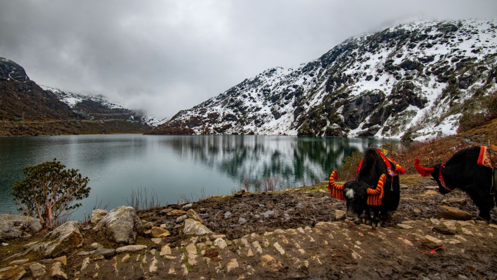 Tsomgo Lake with yaks in Sikkim